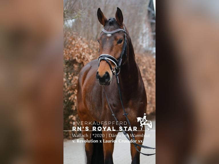 Dänisches Warmblut Wallach 6 Jahre 172 cm Brauner in Mohrkirch