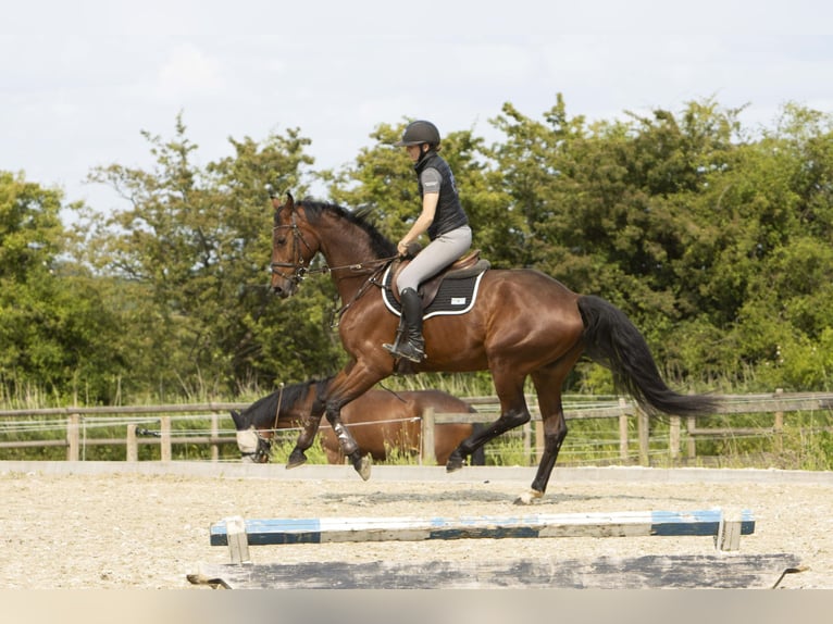 Dänisches Warmblut Wallach 6 Jahre 174 cm Brauner in R&#xF8;dding