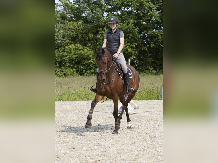Dänisches Warmblut Wallach 6 Jahre 174 cm Brauner in R&#xF8;dding