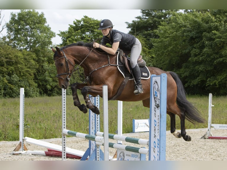 Dänisches Warmblut Wallach 6 Jahre 174 cm Brauner in R&#xF8;dding