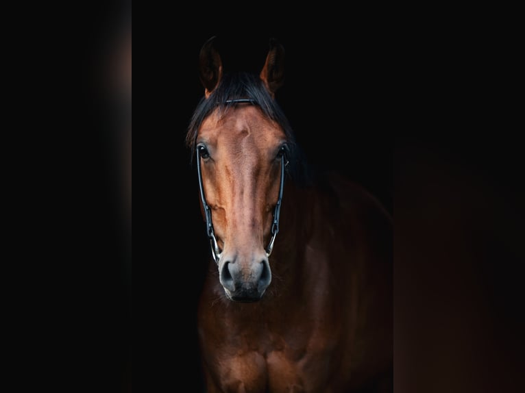 Dänisches Warmblut Wallach 6 Jahre 174 cm Brauner in R&#xF8;dding