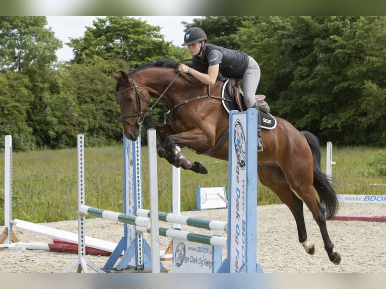 Dänisches Warmblut Wallach 6 Jahre 174 cm Brauner in R&#xF8;dding