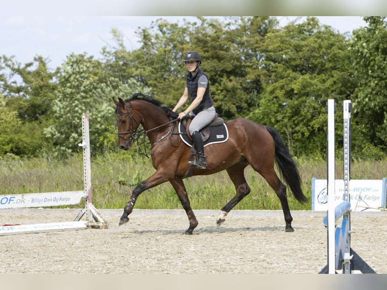 Dänisches Warmblut Wallach 6 Jahre 174 cm Brauner in R&#xF8;dding