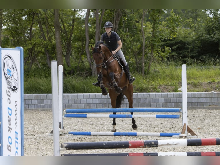 Dänisches Warmblut Wallach 6 Jahre 174 cm Brauner in R&#xF8;dding