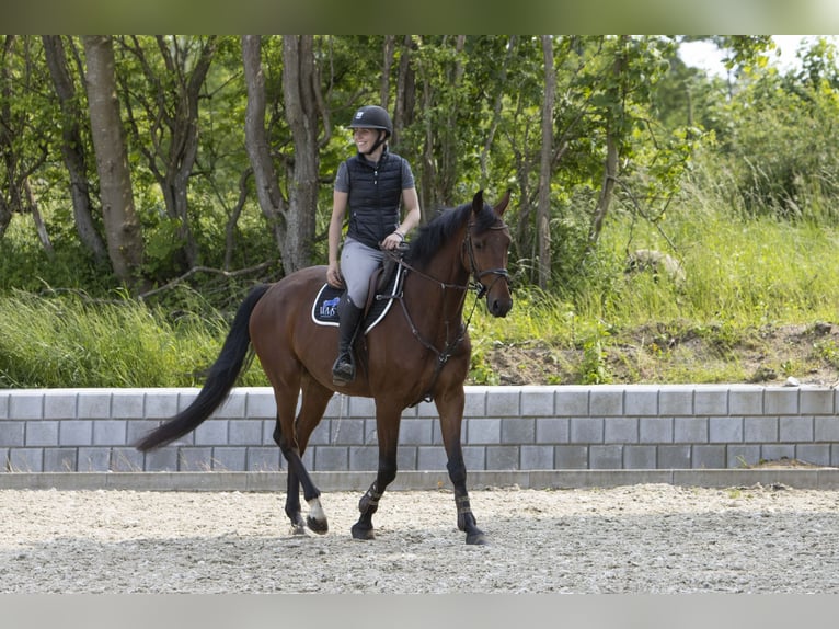 Dänisches Warmblut Wallach 6 Jahre 174 cm Brauner in R&#xF8;dding