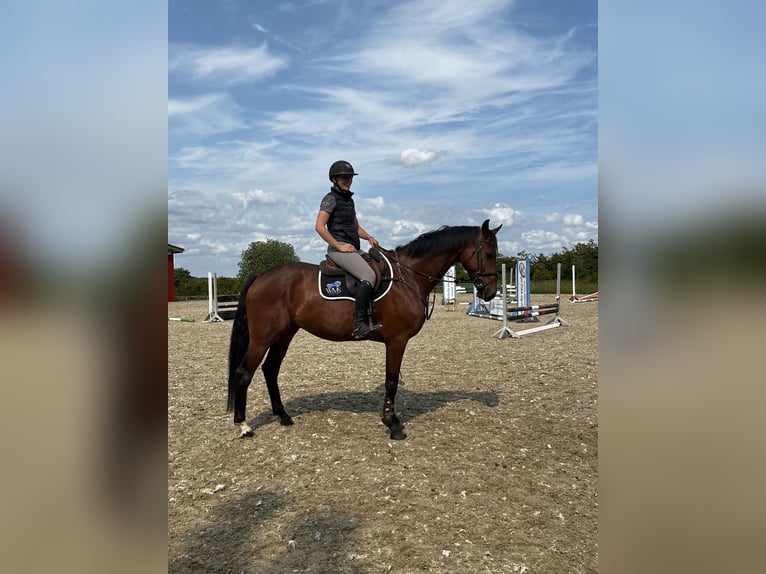 Dänisches Warmblut Wallach 6 Jahre 174 cm Brauner in R&#xF8;dding