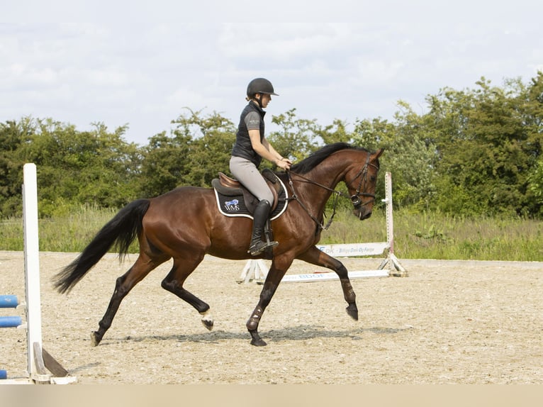 Dänisches Warmblut Wallach 6 Jahre 174 cm Brauner in R&#xF8;dding