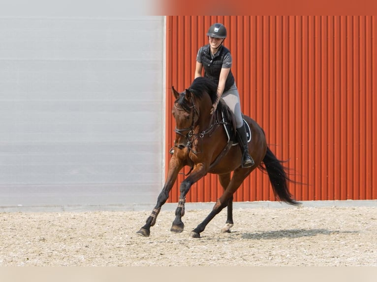 Dänisches Warmblut Wallach 6 Jahre 174 cm Brauner in R&#xF8;dding