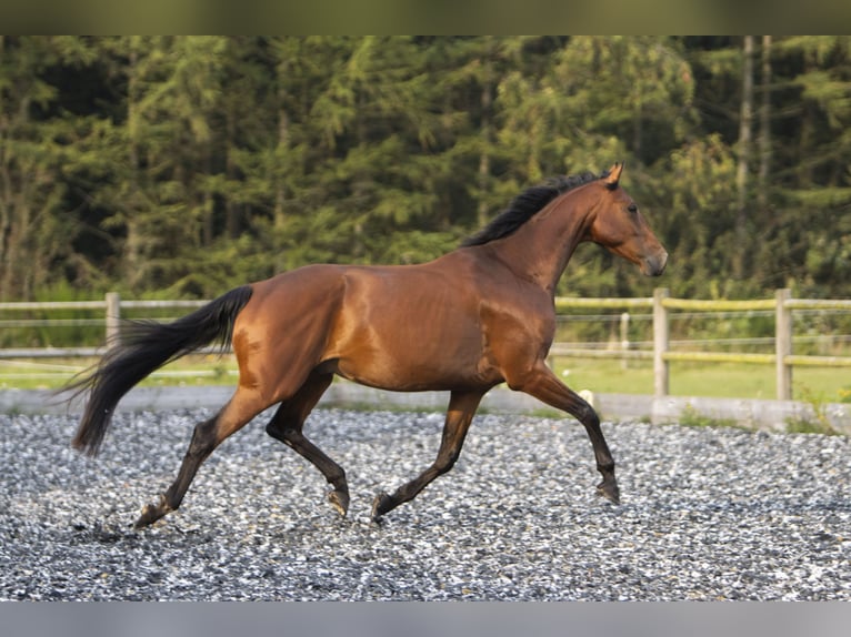 Dänisches Warmblut Wallach 6 Jahre 175 cm Brauner in Middelfart