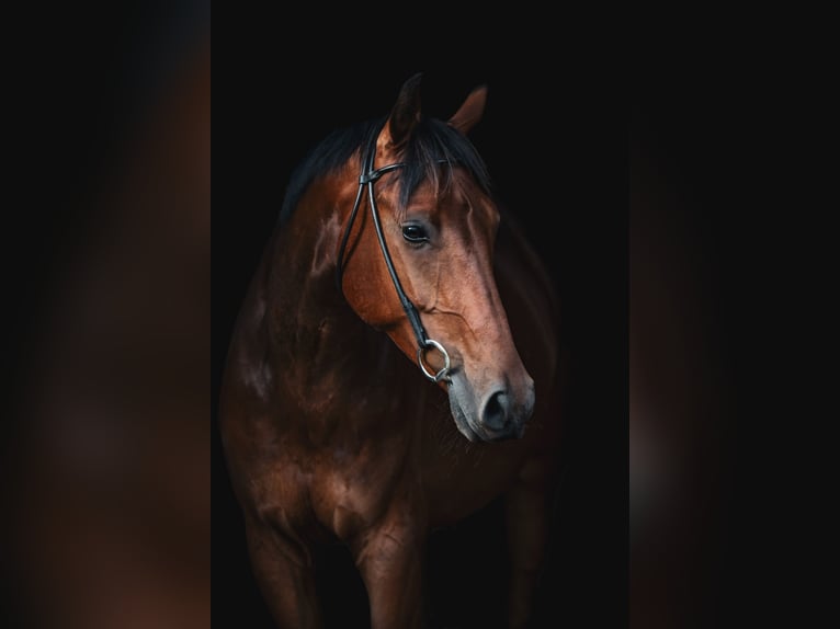 Dänisches Warmblut Wallach 6 Jahre 175 cm Brauner in Middelfart