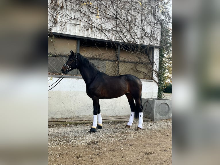 Dänisches Warmblut Wallach 6 Jahre 175 cm Dunkelbrauner in Bedizzole