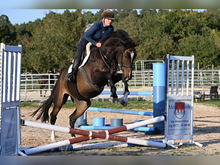 Dänisches Warmblut Wallach 6 Jahre 176 cm Brauner in W&#xFC;rzburg