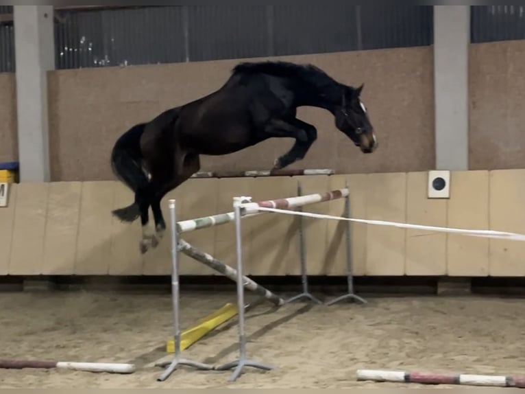 Dänisches Warmblut Wallach 6 Jahre 176 cm Brauner in W&#xFC;rzburg