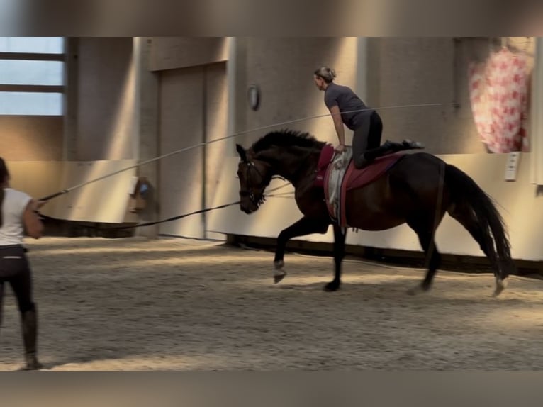 Dänisches Warmblut Wallach 6 Jahre 176 cm Brauner in W&#xFC;rzburg