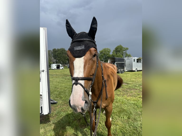 Dänisches Warmblut Wallach 6 Jahre 179 cm Dunkelfuchs in Hörby