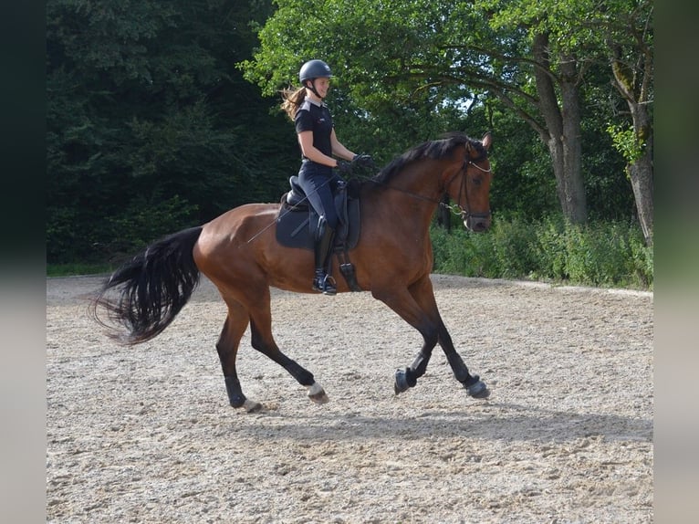 Dänisches Warmblut Wallach 6 Jahre 179 cm Rotbrauner in Egtved