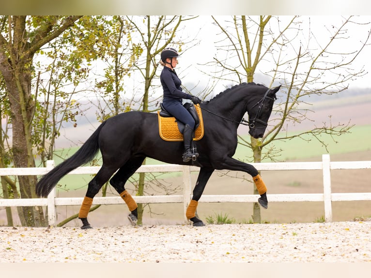 Dänisches Warmblut Wallach 6 Jahre 185 cm Rappe in Blanden