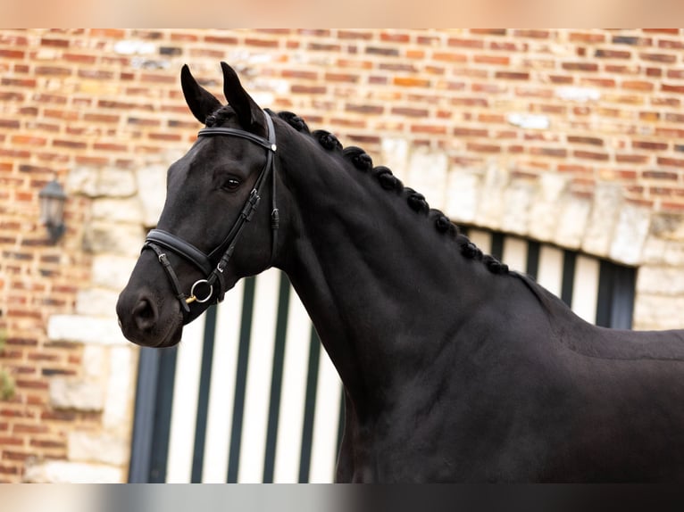 Dänisches Warmblut Wallach 6 Jahre 185 cm Rappe in Blanden