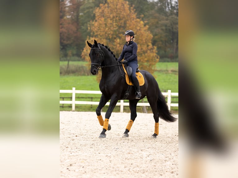 Dänisches Warmblut Wallach 6 Jahre 185 cm Rappe in Blanden