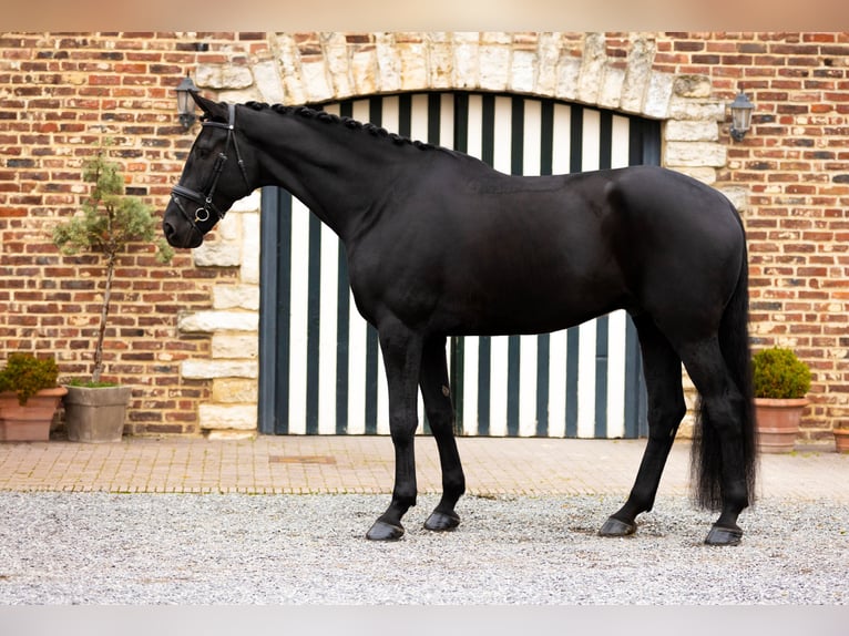 Dänisches Warmblut Wallach 6 Jahre 185 cm Rappe in Blanden