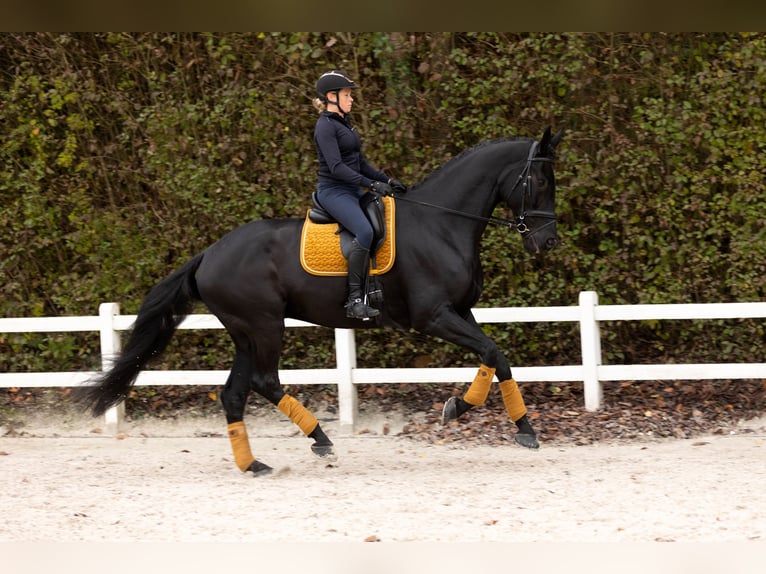 Dänisches Warmblut Wallach 6 Jahre 185 cm Rappe in Blanden