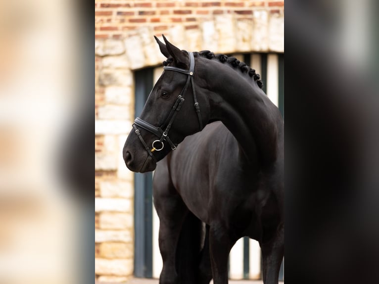 Dänisches Warmblut Wallach 6 Jahre 185 cm Rappe in Blanden