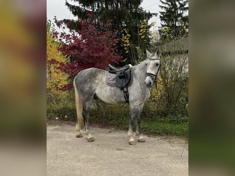 Dänisches Warmblut Wallach 7 Jahre 165 cm Blauschimmel in Angelbachtal