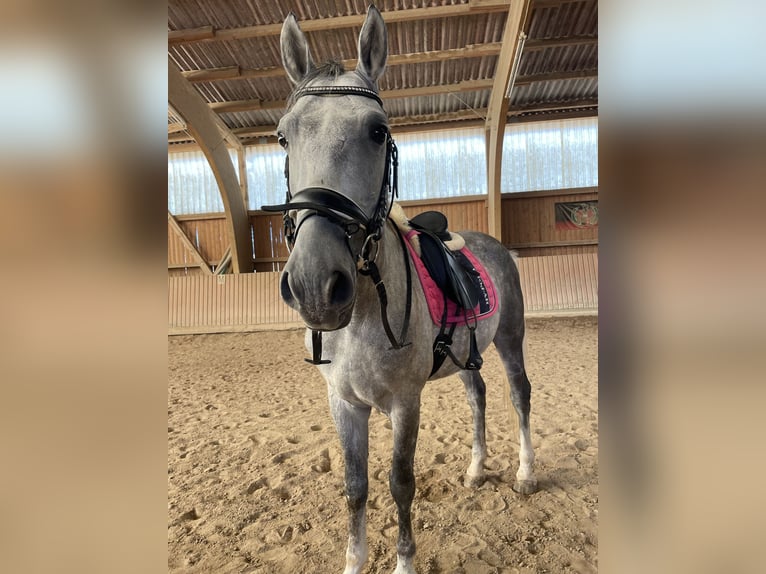 Dänisches Warmblut Wallach 7 Jahre 165 cm Blauschimmel in Angelbachtal