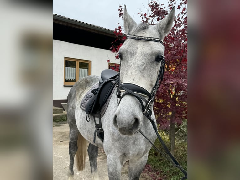 Dänisches Warmblut Wallach 7 Jahre 165 cm Blauschimmel in Angelbachtal