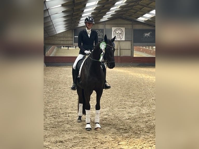 Dänisches Warmblut Wallach 7 Jahre 165 cm Rappe in Aabenraa