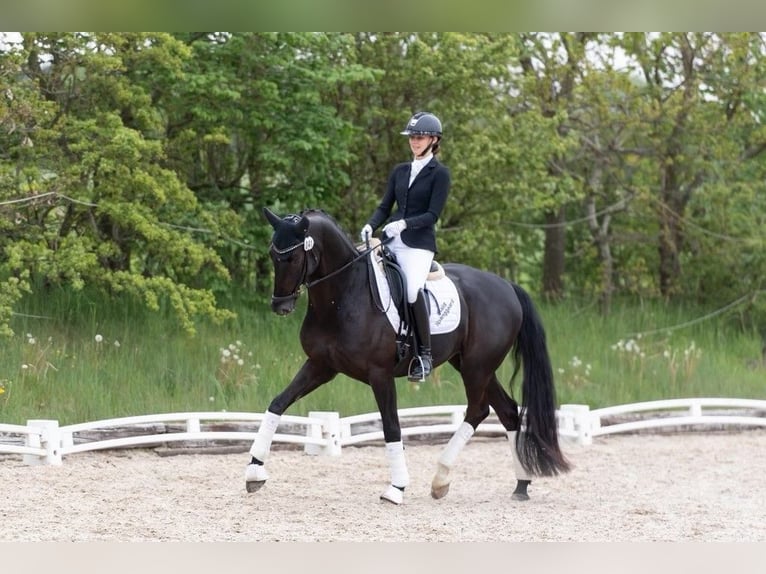 Dänisches Warmblut Wallach 7 Jahre 165 cm Rappe in Aabenraa