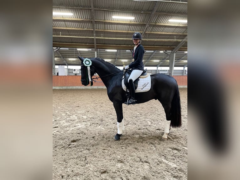 Dänisches Warmblut Wallach 7 Jahre 165 cm Rappe in Aabenraa