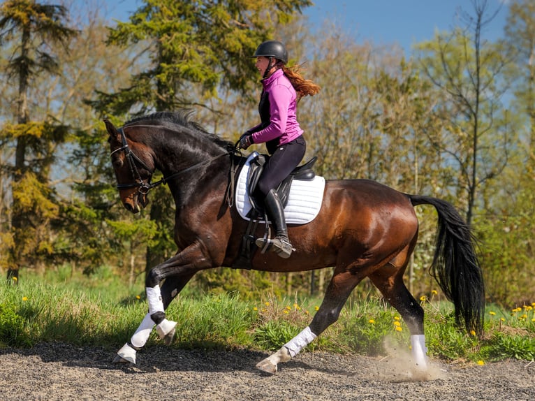 Dänisches Warmblut Wallach 7 Jahre 170 cm Brauner in Aars