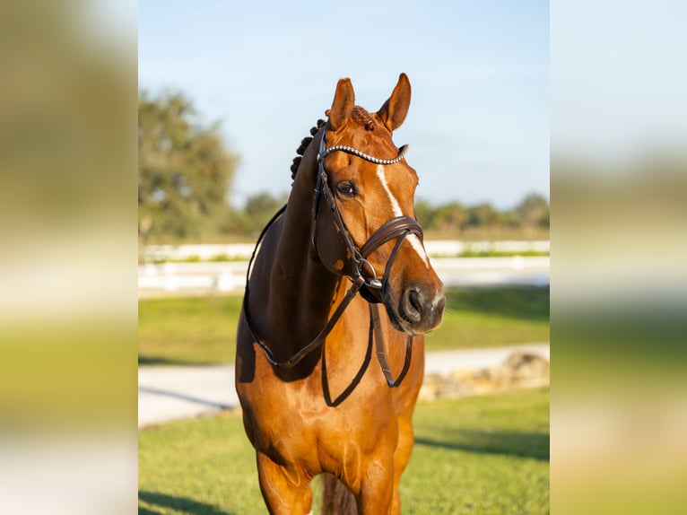 Dänisches Warmblut Wallach 7 Jahre 170 cm Dunkelfuchs in Califon New Jersey