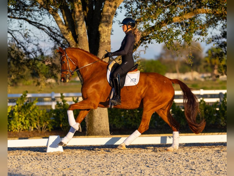 Dänisches Warmblut Wallach 7 Jahre 170 cm Dunkelfuchs in Califon New Jersey