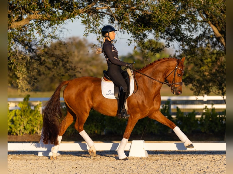 Dänisches Warmblut Wallach 7 Jahre 170 cm Dunkelfuchs in Califon New Jersey
