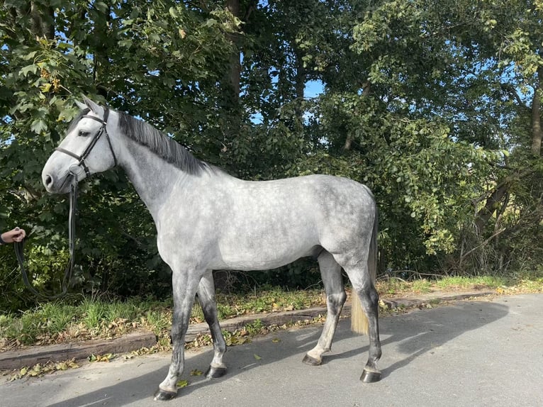Dänisches Warmblut Wallach 7 Jahre 174 cm Apfelschimmel in Meldorf