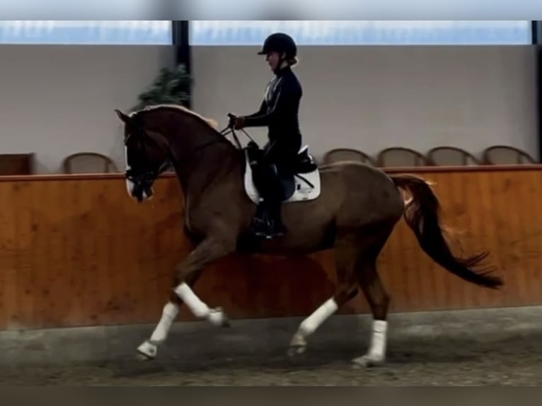 Dänisches Warmblut Wallach 7 Jahre 174 cm Dunkelfuchs in Middelfart