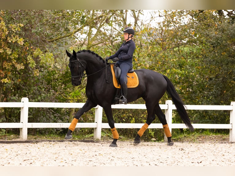 Dänisches Warmblut Wallach 7 Jahre 185 cm Rappe in Blanden