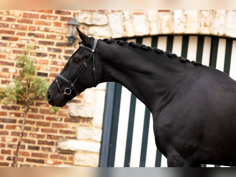 Dänisches Warmblut Wallach 7 Jahre 185 cm Rappe in Blanden