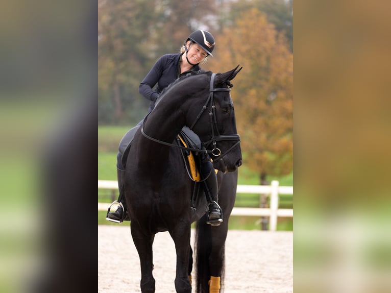 Dänisches Warmblut Wallach 7 Jahre 185 cm Rappe in Blanden