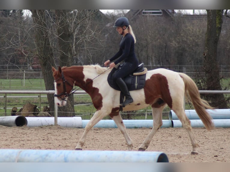 Dänisches Warmblut Mix Wallach 8 Jahre 162 cm Schecke in Niederlangen