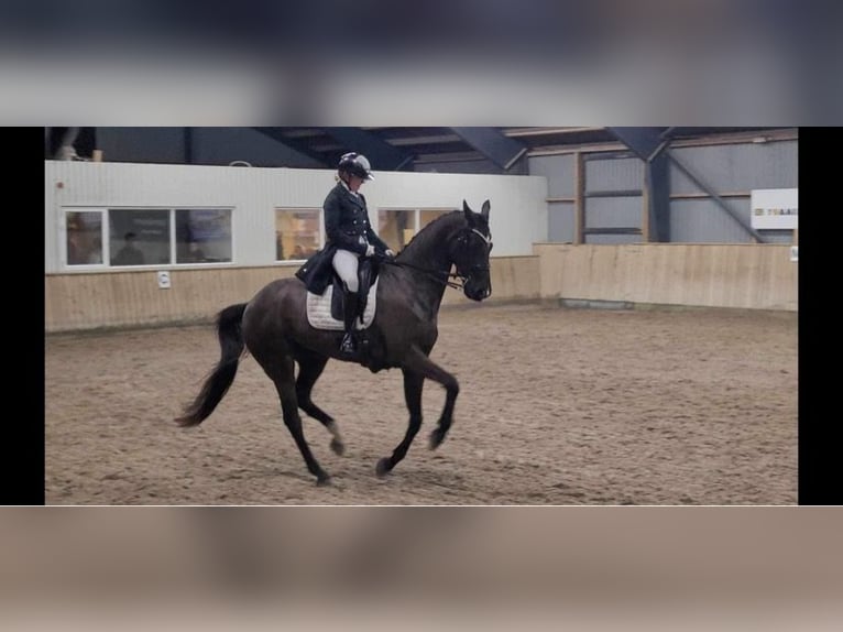 Dänisches Warmblut Wallach 8 Jahre 168 cm Rappe in Viborg