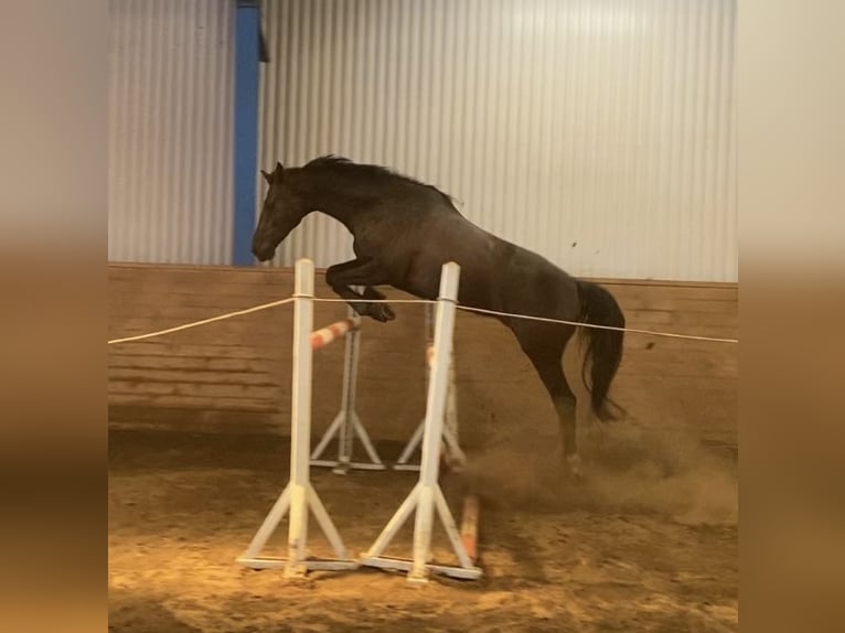 Dänisches Warmblut Wallach 8 Jahre 168 cm Rappe in Viborg