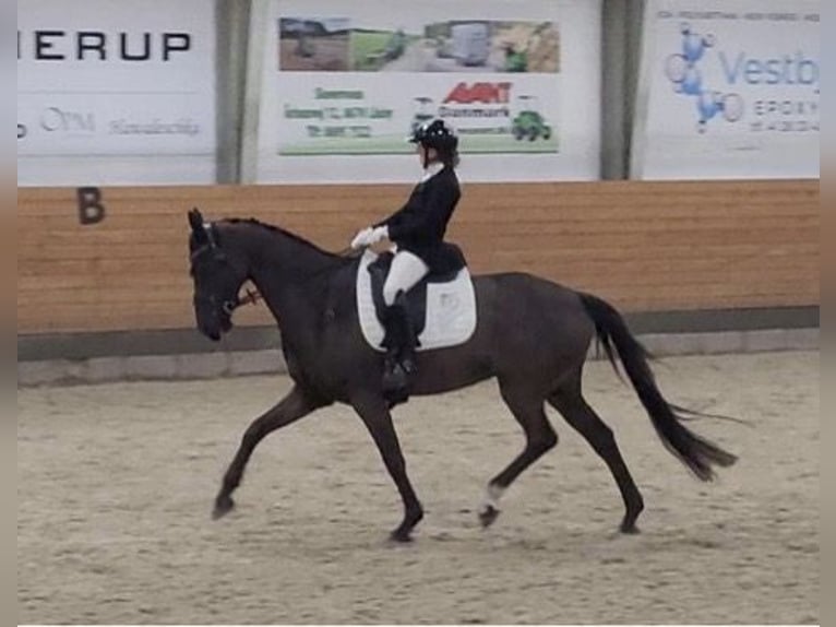 Dänisches Warmblut Wallach 8 Jahre 168 cm Rappe in Viborg