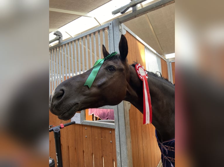 Dänisches Warmblut Wallach 8 Jahre 168 cm Rappe in Viborg