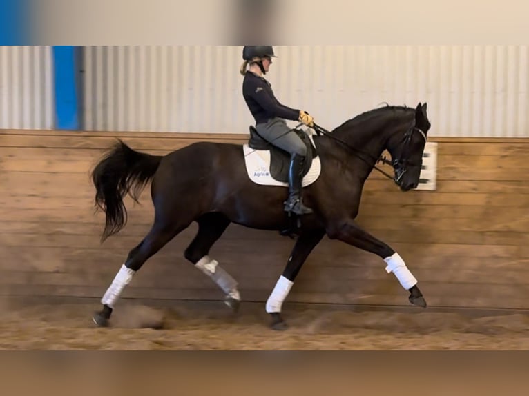 Dänisches Warmblut Wallach 8 Jahre 168 cm Rappe in Viborg