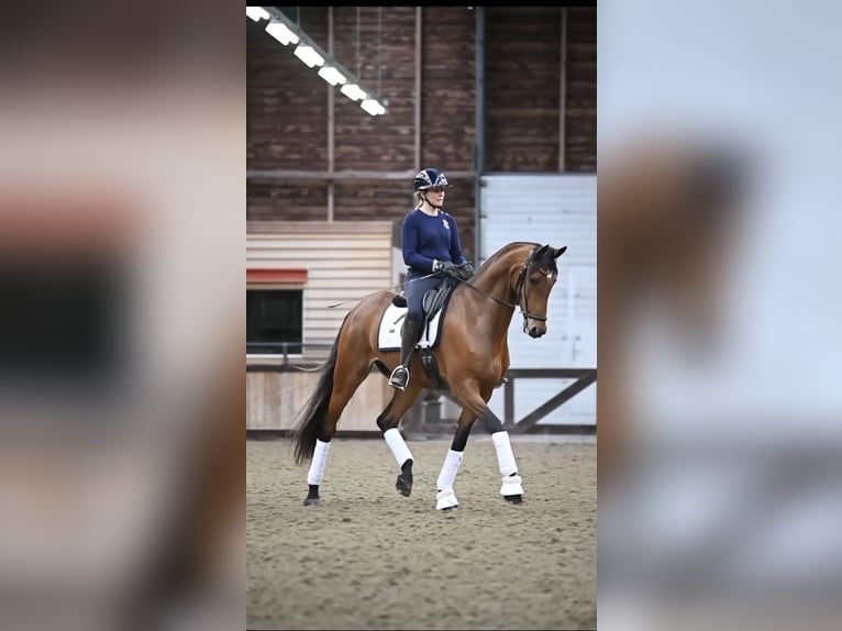 Dänisches Warmblut Wallach 8 Jahre 170 cm Brauner in Hunsel