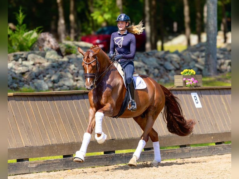 Dänisches Warmblut Wallach 8 Jahre 170 cm Dunkelfuchs in Califon New Jersey