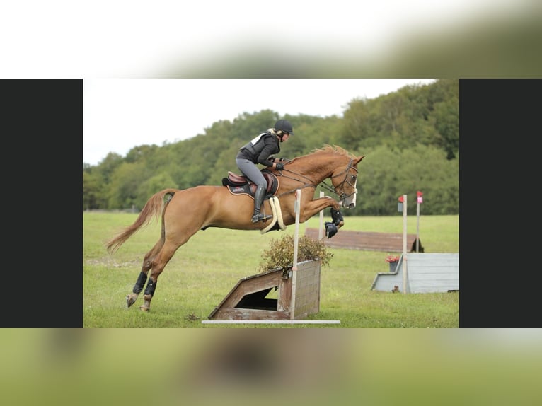 Dänisches Warmblut Wallach 8 Jahre 181 cm Dunkelfuchs in Nr. Åby